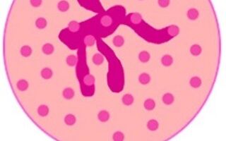 Что такое сегментоядерные нейтрофилы в анализе крови и причины их повышения