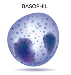 Базофилы (bas) в общем анализе крови