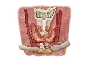 щитовидная железа в разрезе
