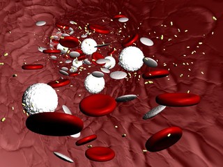 красные и белые клетки крови