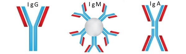иммунолгобулины G, M, A