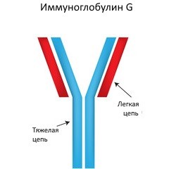 цепи и связи иммунолгобулина G