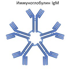 иммунолгобулин M