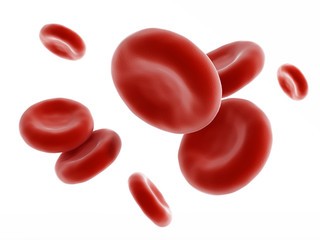 клетки в крови